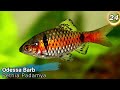 35 Different Types of Barb Fish - Rare & Common Aquarium Barbs List