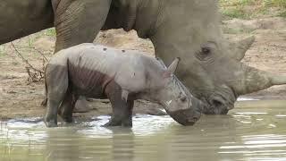 Baby Rhino and Mother Share Sweet Moments in Rare Safari Sighting