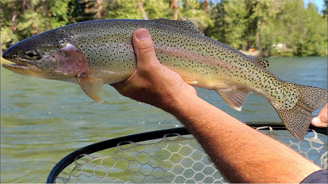 Yakima River Fly Fishing Report-Central Washington-Worley Bugger Fly Co.