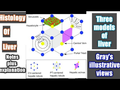 Histology of liver | classical hepatic lobule | portal lobule | hepatic acinus | structure  of liver