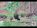 Dindon Sauvage et ses bébés/Wild Turkey and her babies