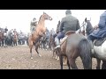 🐎200 миндик ат топту жарды / Ош мал базары Учкун / кымбатчылык дешти /20.01.19 🇰🇬