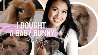 First time Bunny Owner TIPS! + I Got a NEW Baby Holland Lop Vlog
