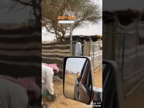 حنا البداوه وضعنا وأهل الوفا هم ربعنا حنا البداوه عيدنا ما ناكل ألا صيدنا بدوي مزيون