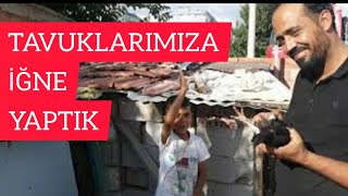 Tavuklara İğne Yaptim Ğnenasılyapılır