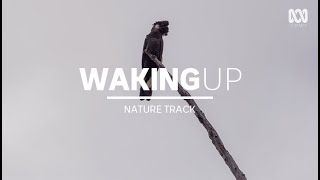 Spectacular morning birdsong, forest sounds — sleep music (1 hour) | Nature Track