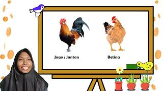 Pembelajaran PAUD - Binatang Ternak Ayam
