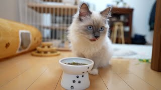 子猫がご飯中に飼い主のおならで驚いた