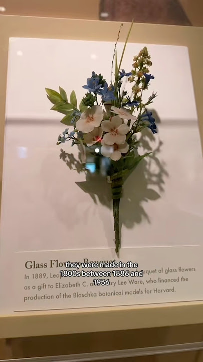 Blaschka Glass Flowers at Harvard Museum of Natural History #glass #flowers #harvard #fyp