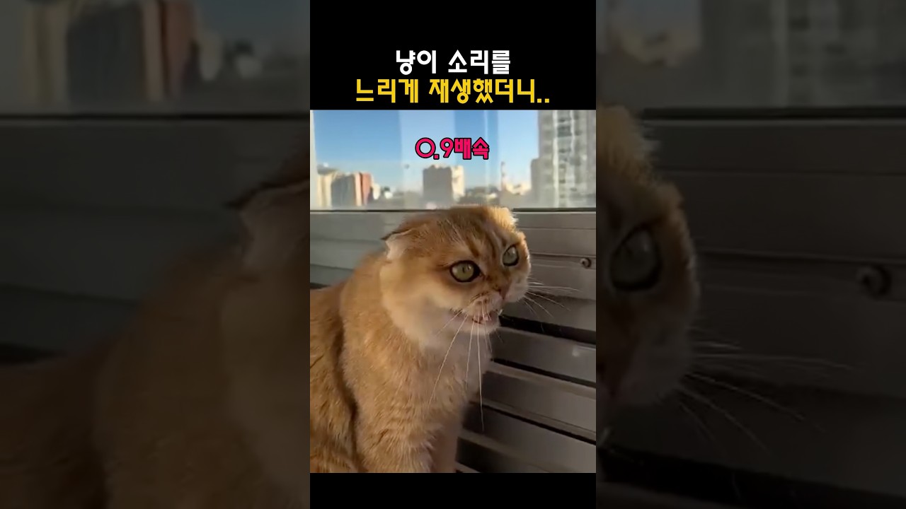 냥이 소리를 느리게 재생했더니?