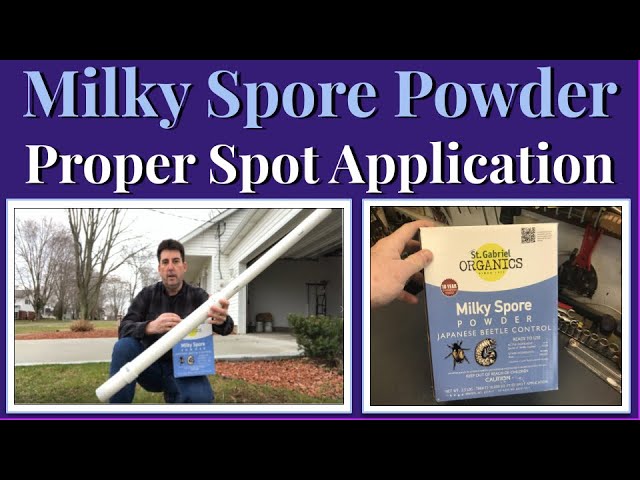 How to Apply Milky Spore Powder to Eliminate Grubs
