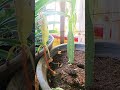 How. to grow mango seed #nature #greenchoices #trees #plants #seeds #greenplant #shadyplants