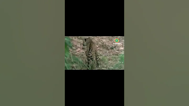 PORCO SELVAGEM COLOCA ONÇA PARA CORRER #shorts