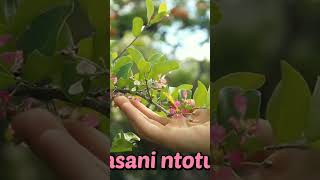 Lagu kaili || TINTI PAPITU #lagudaerah