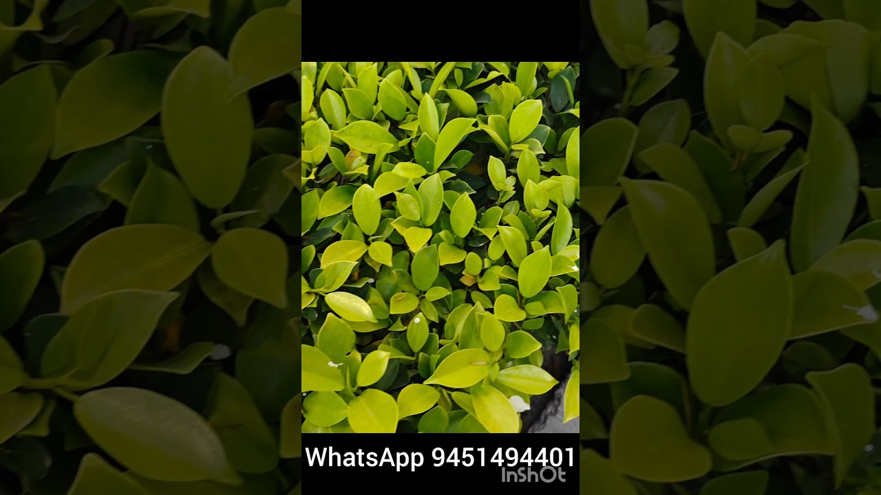 Twin flame current energy #dm#df#update#twinflamejourney