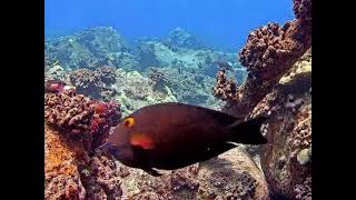 Octopus Is Recruited By Goatfish To Go Hunting