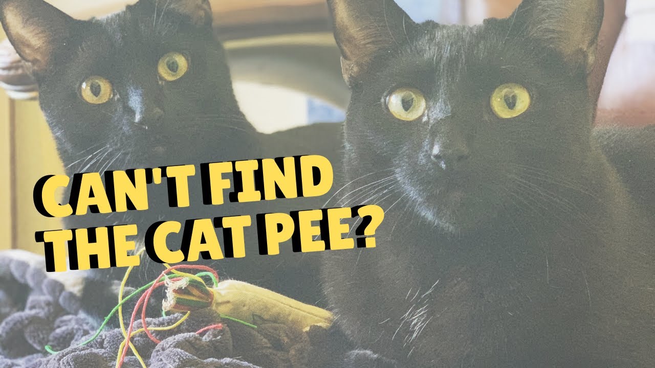 Finding Cat Pee In The House Two Crazy Cat Ladies YouTube