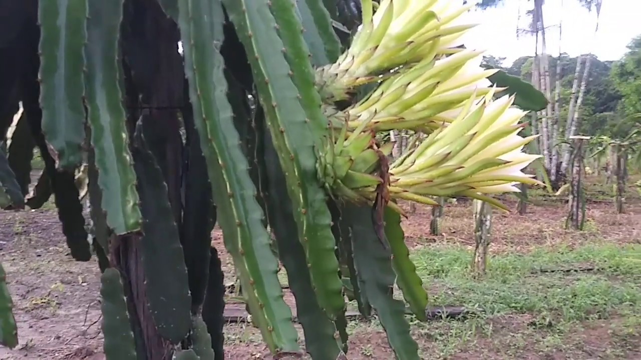 Como ajudamos a Pitaya a se tornar uma lovemark em Juiz de Fora