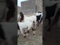 New goats baby baby goats pakistanigoats bahut funny goatsbaby meat goatsforsalelowcos