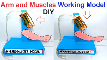 arms and muscles working model for science exhibition -  biology project - innovative | craftpiller