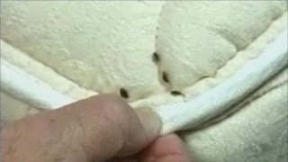 Avoid Bed Bugs During Summer Travel