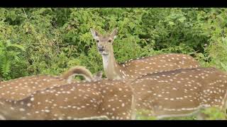 Feedback Loops Unveiled The Heartbeat Of Systems Thinking