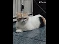 Gemesh😩🤏#cat😺