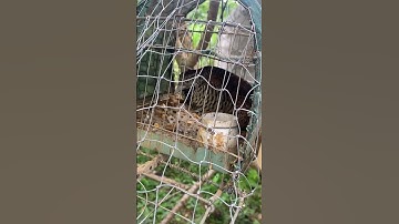 Tiếng chim cút mồi gọi bổi chuẩn