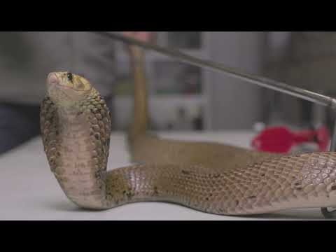 Most Venomous Snakes of Gauteng Part 1