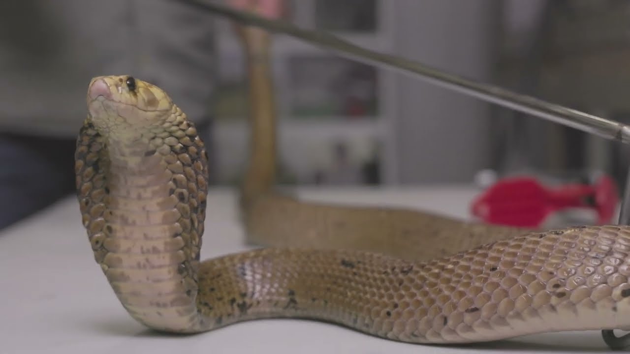 KATANASOUND VENOMOUS SNAKE 毒蛇 maxresdefault.jpg