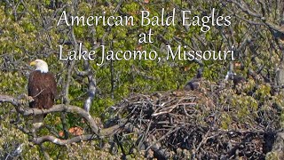 American Bald Eagles at Lake Jacomo, Missouri