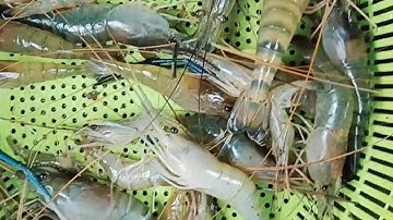 VNQT | Đi Xiệt Cá Trúng Được Bầy Tôm Sông | TT-142