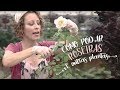 Manual rápido de como podar roseiras e outras plantas