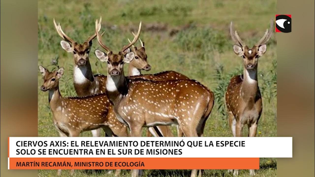 Белохвостый олень пятнистый. Пятнистое животное семейство. Пятнистое животное семейство. Пятнистый олень, благородный олень. Уссурийский пятнистый олень.