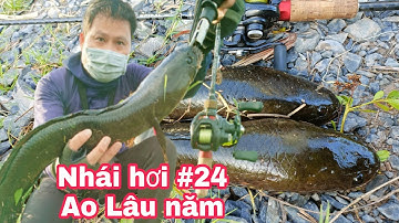 Câu Cá Lóc Bằng Nhái Hơi phần 24 |Lure Cá Lóc Thiên Nhiên Ở Việt Nam Hugo Ao Lâu Năm| Đại Ngáo Vlog