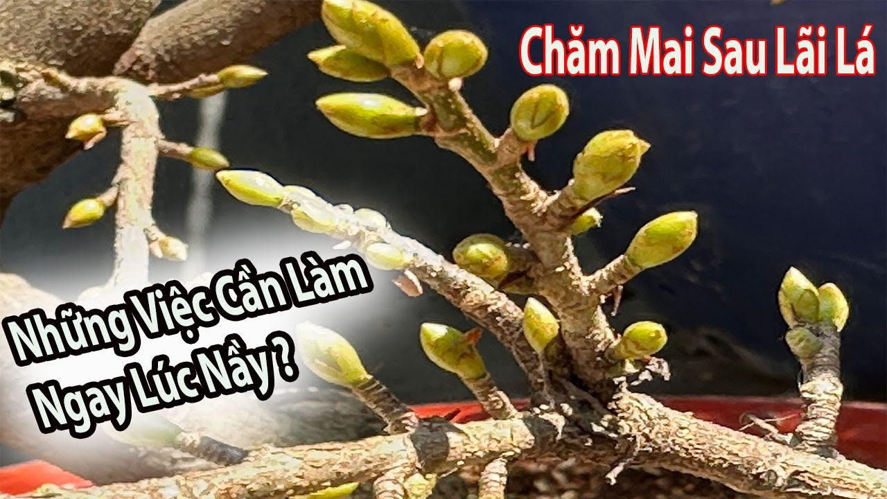 Chăm Mai Sau Lãi Lá Chơi Tết 2026 Cần Phải Biết Cách Nầy ! Để Mai Nở Rộ Đúng Tết