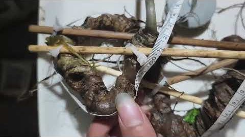 #sâm_ngọc_linh_rừng Củ nặng 215gram, dài cong 60cm,gần 50 năm tuổi (chưa tính bìu ) #sâm_ngọc_linh