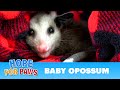 Baby opossum lost his family, so we found him a new family!