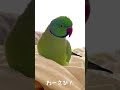 おはよ!朝の わさびっちょ🦜☀️#shorts
