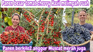 PANEN BESAR TOMAT CHERRY HASIL MELIMPAH RUAH || PANEN BERKILO2 ANGGUR MUSCAT MERAH JUGA 