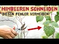 Himbeeren und Brombeeren im Herbst schneiden - einfache Anleitung für Sommer- und  Herbsthimbeeren