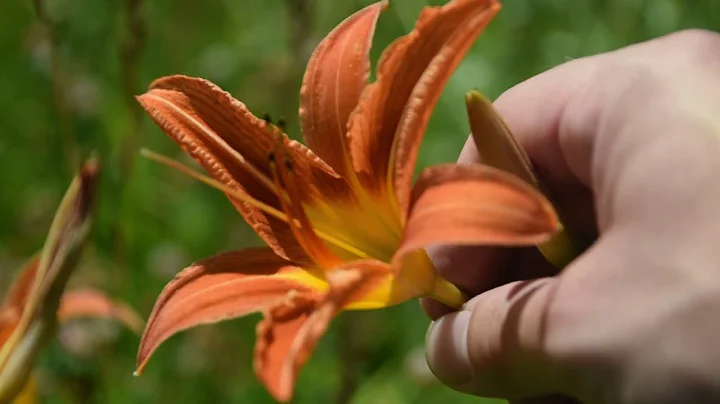 How To Identify Orange Day-Lily, Hemerocallis fulva