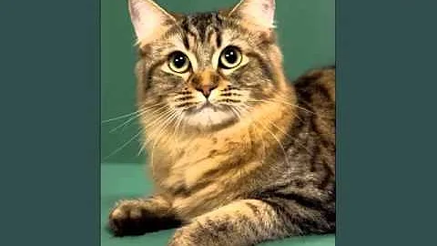 Watch the video about American Bobtail Black | Collection Of Cat Breed Pictures