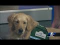 Meet Targa, Children's Hospital's therapy dog Meet Targa, Children's Hospital's therapy dog