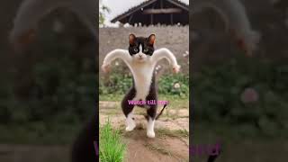 Cat dancing #cat #viralshorts