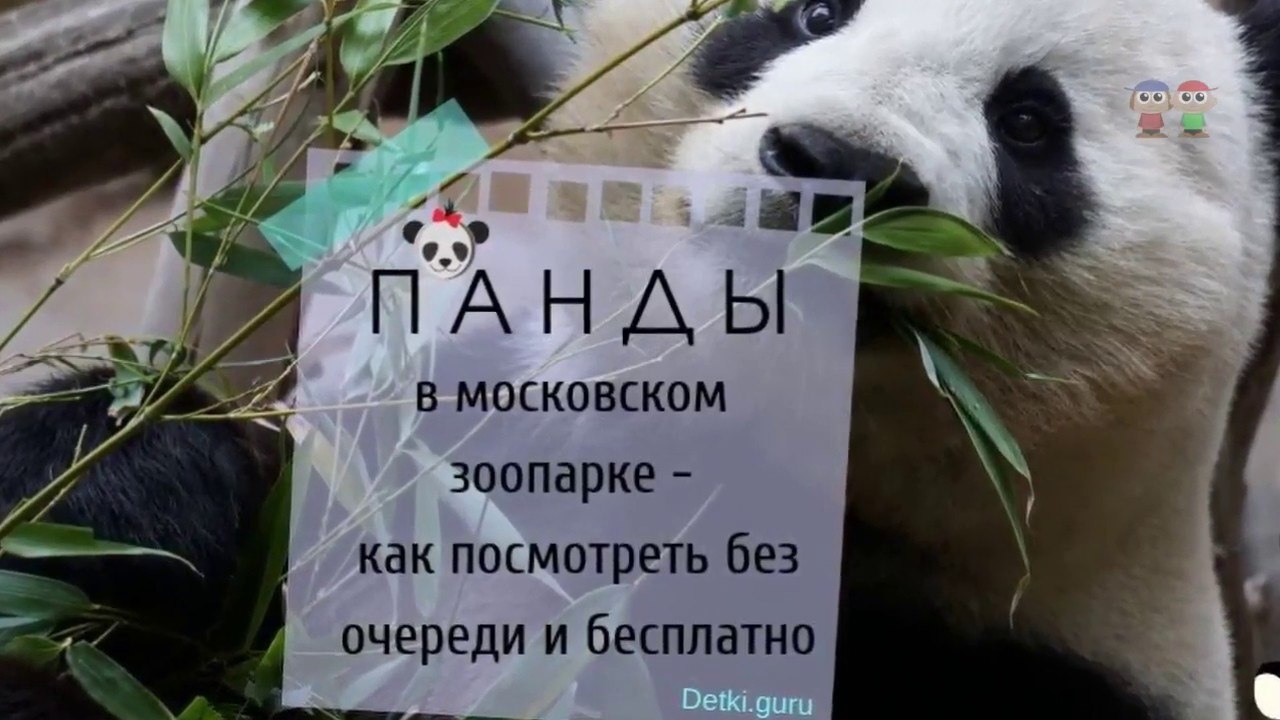 Где панды в московском зоопарке. Карта Московского зоопарка панды. Схема Московского зоопарка панды. Панда в зоопарке. Схема зоопарка Панда.
