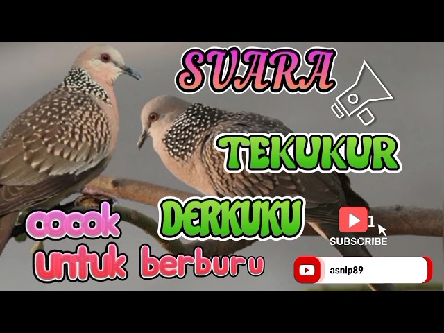 suara TEKUKUR atau DERKUKU cocok untuk berburu class=