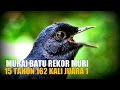 SUARA BURUNG : Murai Batu Peraih Rekor MURI 15 Tahun 162 Kali Juara Satu