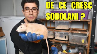 DE CE CRESC ȘOBOLANI?🐁🐀 Ce fac cu ei? Recomandat ca animal de companie?🐭