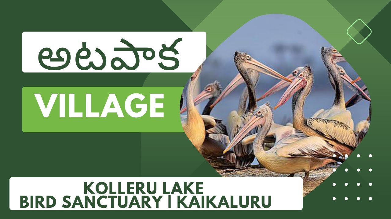 ATAPAKA VILLAGE| KOLLERU LAKE | BIRD SANCTUARY | KAIKALURU | ANDHRAPRADESH | 2022